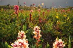 Abundant wildflowers on the Bald Hills, Purcell Mountains, British Columbia, Canada