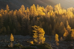 Larches being lit at sunrise in fall in the Valley of the Ten Peaks, Banff National Park, Alberta, Canada