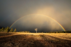 Sunrise rainbows in spring during a passing rainshower, Bow Valley Provincial Park, Alberta, Canada