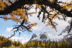 A larch archway at flat rock on the Opabin Plateau,  Yoho National Park, BC