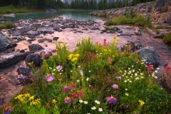 A wildflower bouquet flourishing on The Opabin Plateau, Yoho National Park, BC