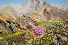 Summer wildflowers on Grizzly Ridge near Highwood Pass, Kananaskis, AB, Canada