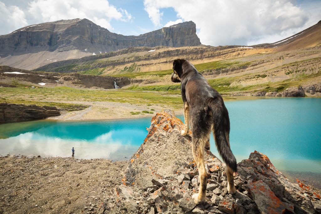 Dog looking down at fly fisherman in Lower Michelle Lake from a rocky outcrop, Alberta, Canada