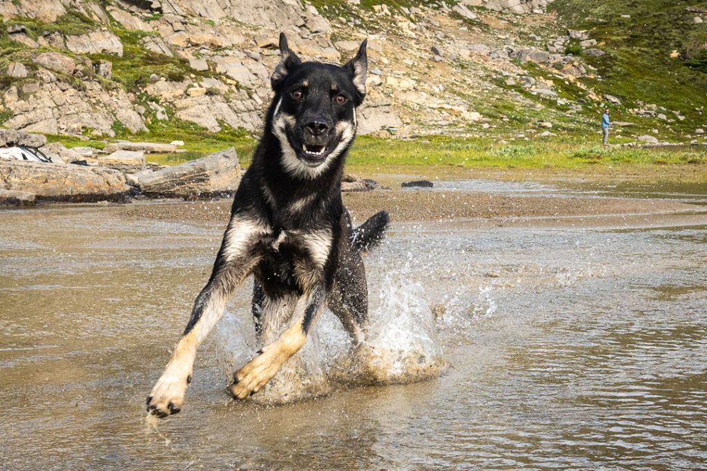 Carl the puppy running through the water in Upper Michelle Lake, Alberta, Canada